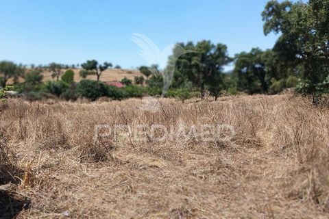 Terra a Nisa, Portalegre, Nisa - € 25.000 | Ref: 045991 - foto 17