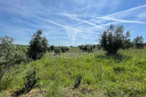 Tomt i Avis, Portalegre, Avis - € 25 000 | Ref: 046995 - foto 3