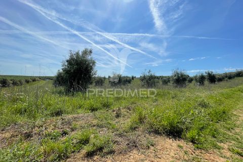 Tomt i Avis, Portalegre, Avis - € 25 000 | Ref: 046995 - foto 4