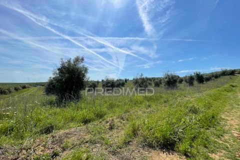 Tomt i Avis, Portalegre, Avis - € 25 000 | Ref: 046995 - foto 5