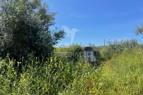 Tomt i Avis, Portalegre, Avis - € 25 000 | Ref: 046995 - foto 9