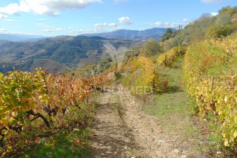 Farm hus i Vila Real, Vila Real, Vila Real - € 230.000 | Ref: 048254 - foto 7