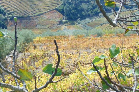 Farm hus i Vila Real, Vila Real, Vila Real - € 230.000 | Ref: 048254 - foto 16