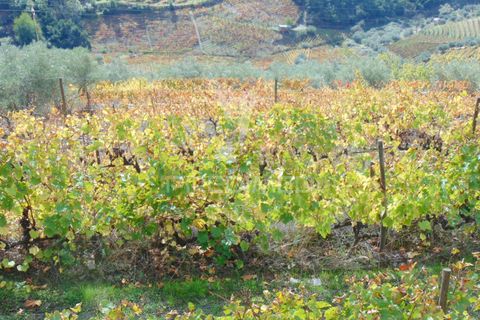 Farm hus i Vila Real, Vila Real, Vila Real - € 230.000 | Ref: 048254 - foto 17