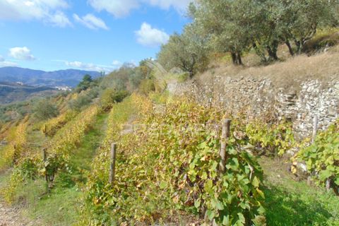 Farm hus i Vila Real, Vila Real, Vila Real - € 230.000 | Ref: 048254 - foto 20