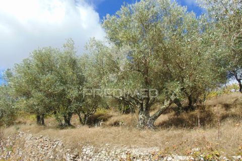 Farm hus i Vila Real, Vila Real, Vila Real - € 230.000 | Ref: 048254 - foto 21