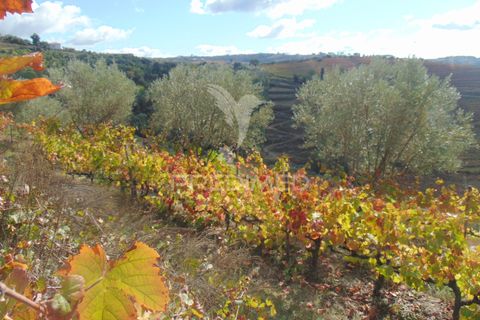 Farm hus i Vila Real, Vila Real, Vila Real - € 230.000 | Ref: 048254 - foto 24