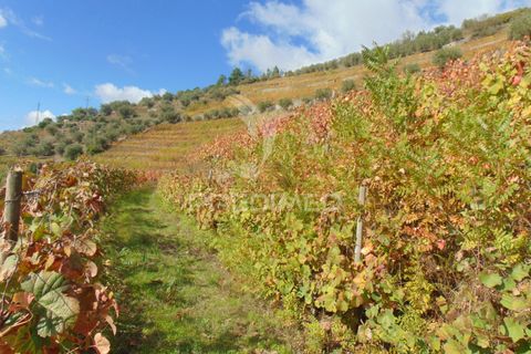 Farm hus i Vila Real, Vila Real, Vila Real - € 230.000 | Ref: 048254 - foto 32