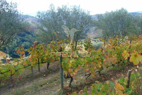 Farm hus i Vila Real, Vila Real, Vila Real - € 230.000 | Ref: 048254 - foto 34