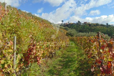 Farm hus i Vila Real, Vila Real, Vila Real - € 230.000 | Ref: 048254 - foto 36