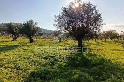 Helårsgrund i Palmela, Setubal, Palmela - € 374.900 | Ref: 049447 - foto 4