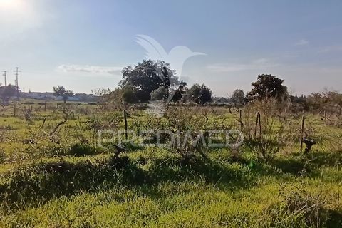Helårsgrund i Palmela, Setubal, Palmela - € 374.900 | Ref: 049447 - foto 6