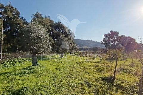 Helårsgrund i Palmela, Setubal, Palmela - € 374.900 | Ref: 049447 - foto 8