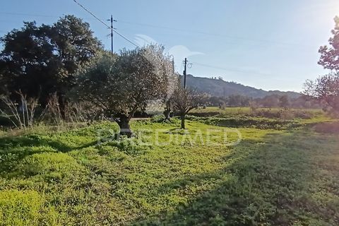 Helårsgrund i Palmela, Setubal, Palmela - € 374.900 | Ref: 049447 - foto 10