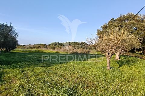 Helårsgrund i Palmela, Setubal, Palmela - € 374.900 | Ref: 049447 - foto 12