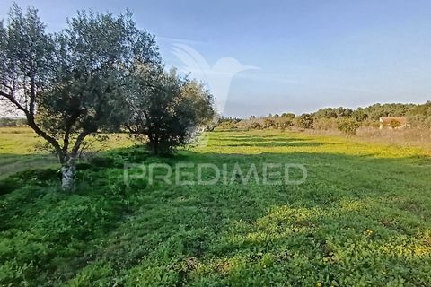 Helårsgrund i Palmela, Setubal, Palmela - € 374.900 | Ref: 049447 - foto 13