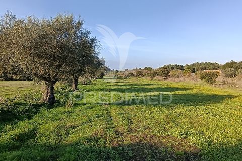 Helårsgrund i Palmela, Setubal, Palmela - € 374.900 | Ref: 049447 - foto 14