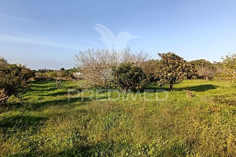 Helårsgrund i Palmela, Setubal, Palmela - € 374.900 | Ref: 049447 - foto 21