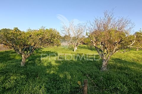 Helårsgrund i Palmela, Setubal, Palmela - € 374.900 | Ref: 049447 - foto 25