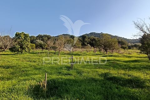 Helårsgrund i Palmela, Setubal, Palmela - € 374.900 | Ref: 049447 - foto 31