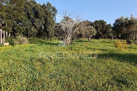 Helårsgrund i Palmela, Setubal, Palmela - € 374.900 | Ref: 049447 - foto 35