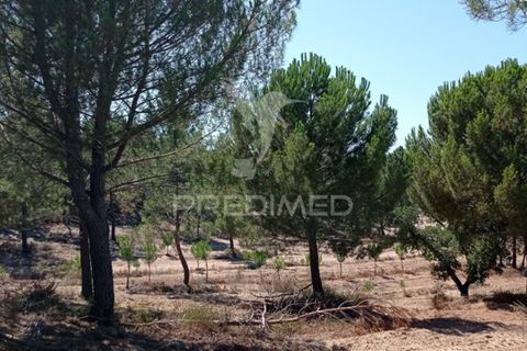 Farm hus i Mora, Evora, Mora - € 550.000 | Ref: 049598 - foto 4