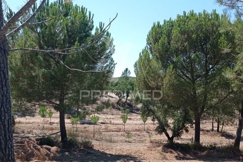 Farm hus i Mora, Evora, Mora - € 550.000 | Ref: 049598 - foto 6