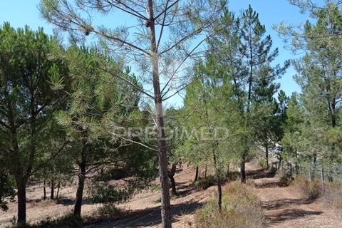 Farm hus i Mora, Evora, Mora - € 550.000 | Ref: 049598 - foto 7