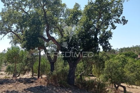 Farm hus i Mora, Evora, Mora - € 550.000 | Ref: 049598 - foto 8
