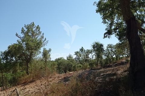 Farm hus i Mora, Evora, Mora - € 550.000 | Ref: 049598 - foto 23
