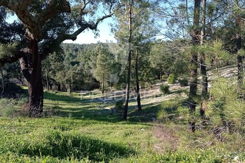 Farm hus i Mora, Evora, Mora - € 550.000 | Ref: 049598 - foto 29