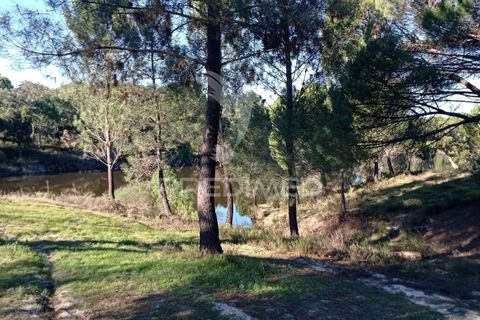 Farm hus i Mora, Evora, Mora - € 550.000 | Ref: 049598 - foto 30