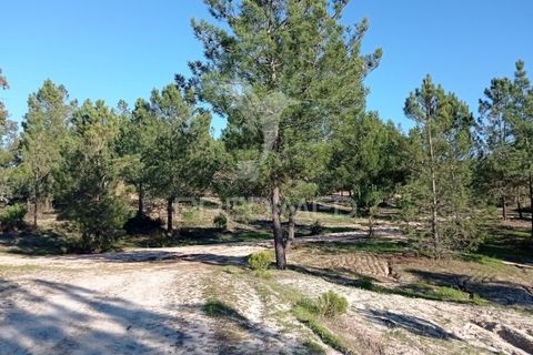 Farm hus i Mora, Evora, Mora - € 550.000 | Ref: 049598 - foto 34