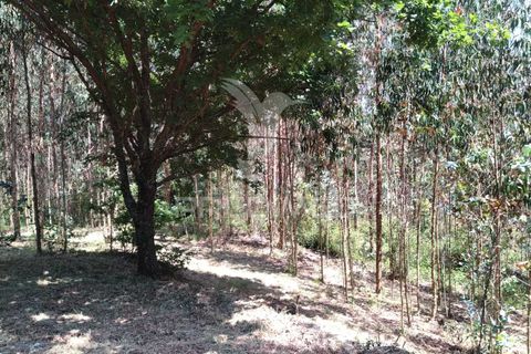 Helårsgrund i Agueda, Aveiro, Agueda - € 55.000 | Ref: 049773 - foto 5
