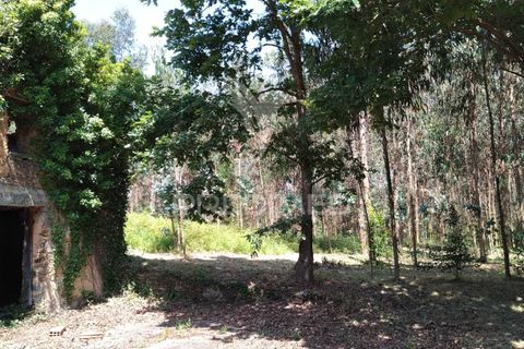 Helårsgrund i Agueda, Aveiro, Agueda - € 55.000 | Ref: 049773 - foto 6