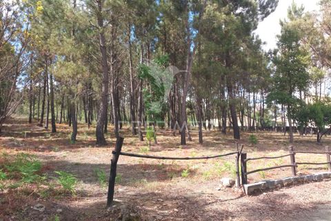Helårsgrund i Mangualde, Viseu, Mangualde - € 59.500 | Ref: 051413 - foto 4