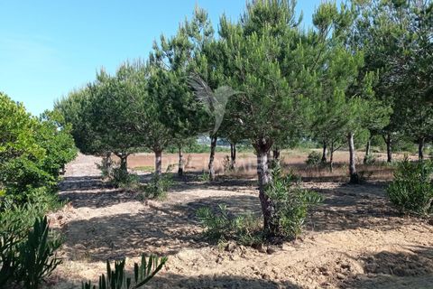 Helårsgrund i Odemira, Beja, Odemira - € 798.000 | Ref: 053925 - foto 17