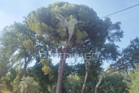 Farm hus i Castelo de Vide, Portalegre, Castelo de Vide - € 79.000 | Ref: 054233 - foto 5