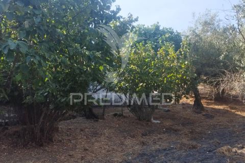 Farm hus i Castelo de Vide, Portalegre, Castelo de Vide - € 79.000 | Ref: 054233 - foto 7
