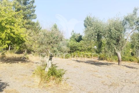 Farm hus i Castelo de Vide, Portalegre, Castelo de Vide - € 79.000 | Ref: 054233 - foto 12
