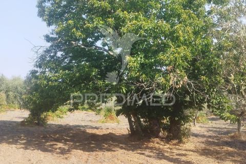 Farm hus i Castelo de Vide, Portalegre, Castelo de Vide - € 79.000 | Ref: 054233 - foto 16