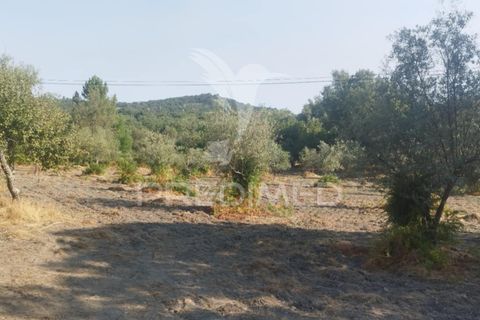 Farm hus i Castelo de Vide, Portalegre, Castelo de Vide - € 79.000 | Ref: 054233 - foto 18