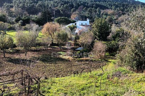 Farm hus i Castelo de Vide, Portalegre, Castelo de Vide - € 700.000 | Ref: 054239 - foto 1