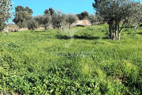 Farm hus i Castelo de Vide, Portalegre, Castelo de Vide - € 700.000 | Ref: 054239 - foto 12