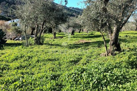 Farm hus i Castelo de Vide, Portalegre, Castelo de Vide - € 700.000 | Ref: 054239 - foto 16