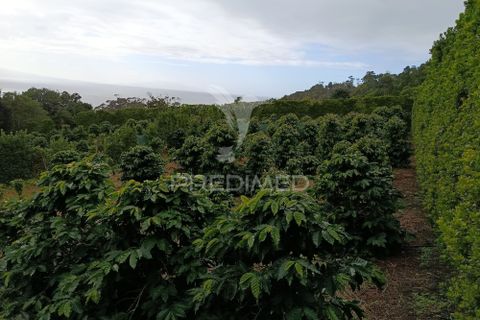 Helårsgrund i Velas, Sao Jorge, Velas - € 55.000 | Ref: 057367 - foto 6