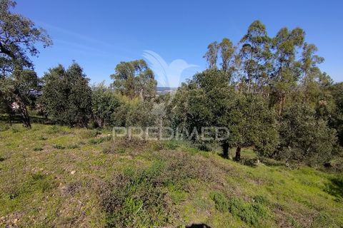 Terra a Constancia, Santarem, Constancia - € 13.500 | Ref: 058518 - foto 6