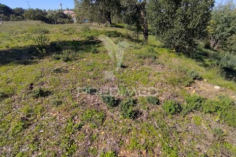 Terra a Constancia, Santarem, Constancia - € 13.500 | Ref: 058518 - foto 12