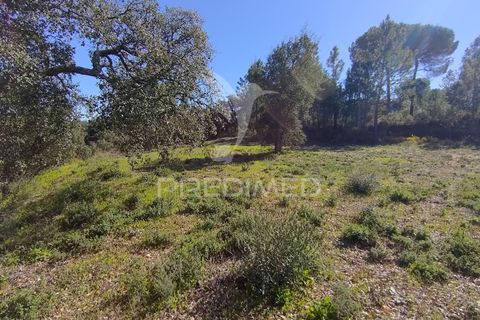 Terra a Constancia, Santarem, Constancia - € 13.500 | Ref: 058518 - foto 13