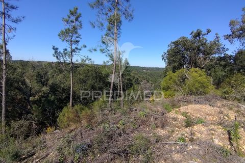 Terra a Constancia, Santarem, Constancia - € 13.500 | Ref: 058520 - foto 2